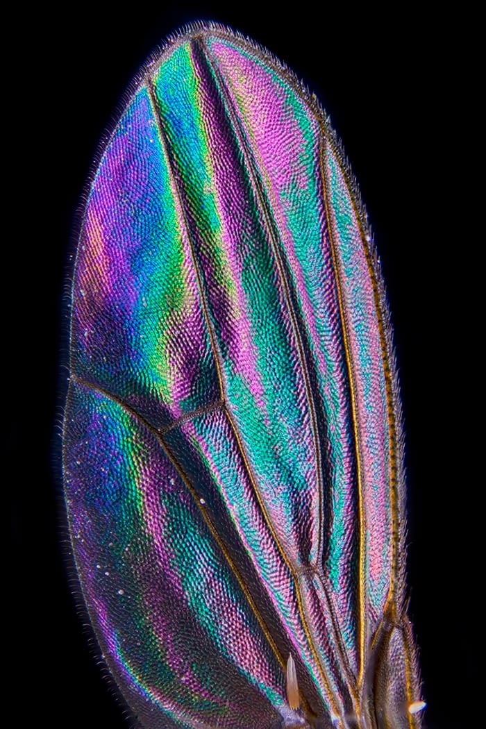 Drosophila wing by Andrei Savitsky Nature Art Collection 2021