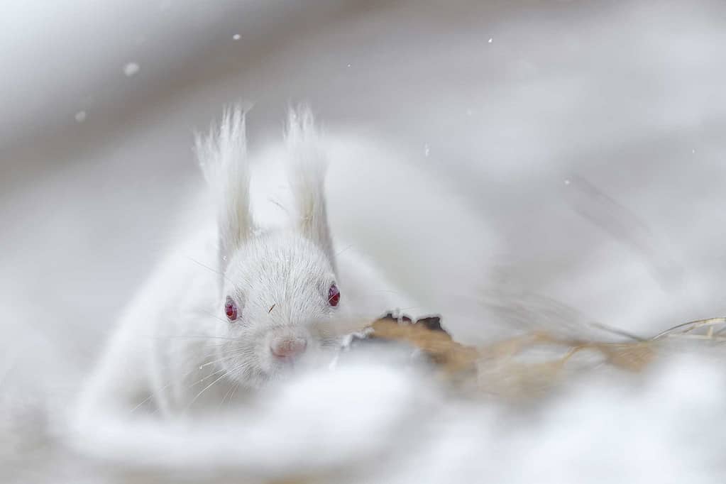 Albino squirrel by Michel Godimus, Nature Photographer, France