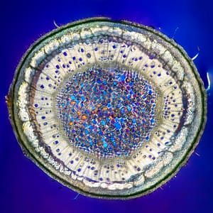 Mulberry twig cross-section by Andrei Savitsky