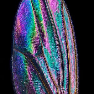 Drosophila wing by Andrei Savitsky