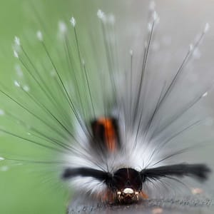 A caterpillar in Sumatra, Indonesia by Guilhem Duvot, France, Outdoor photographer