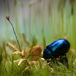 "Somewhere in a mossy world" by Guilhem Duvot