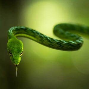 A vine snake in Suaq Balimbing, Sumatra, Indonesia by Guilhem Duvot, Outdoor photographer, France