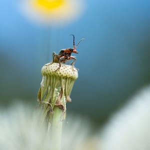 A beetle (Cantharis) in Uetliberg, Switzerland by Guilhem Duvot, France, Outdoor photographer