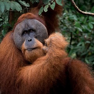 An Orangutan male (Pongo abelii) in Sumatra, Indonesia by Guilhem Duvot, France, Outdoor photographer