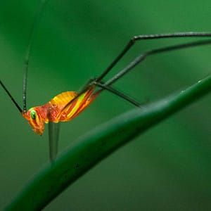 Printing-7,-a-grasshopper-from-Ankasa