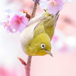 Japanese Zosterops on a cherry branch by Michel Godimus, Nature Photographer, France