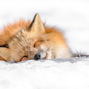 Fox sleeping in the snow by Michel Godimus, Nature Photographer, France
