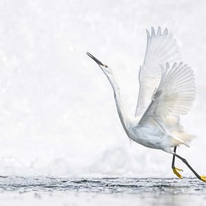 Water bird dancing in the waterfall by Michel Godimus, Nature Photographer, France