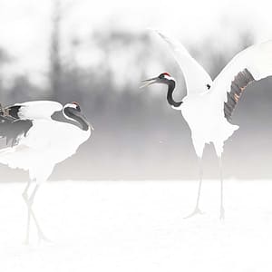 Dancing Red-Crowned Cranes by Michel Godimus, Nature Photographer, France