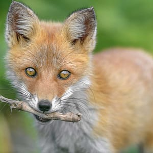 Fox carrying a stick by Michel Godimus, Nature Photographer, France