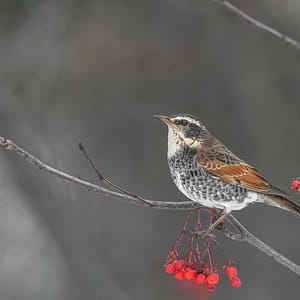 Bird by Michel Godimus, Nature Photographer, France