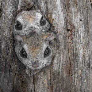 Two squirrels by Michel Godimus, Nature Photographer, France