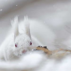 Albino squirrel by Michel Godimus, Nature Photographer, France