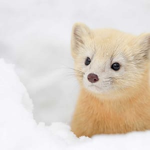Baby sable by Michel Godimus, Nature Photographer, France