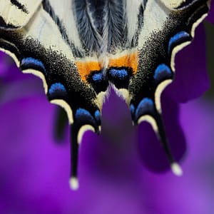 "Summer colors", Butterfly, Iphiclides podalirius, feeding in purple Salvia flower, from Lozère, France by Guilhem Duvot