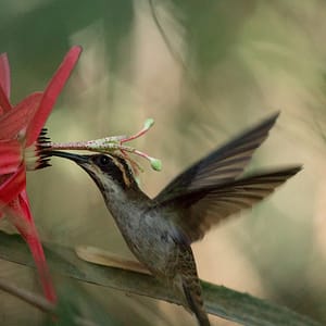 A hummingbirdin Caraça, Minas Gerais, Brasil by Guilhem Duvot , Outdoor photographer, France