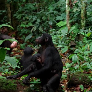 A family of Bonobos in Congo by Guilhem Duvot, Outdoor photographer, France