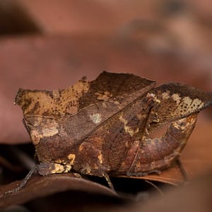 A criquet (Chorotypus) in Borneo, Indonesia by Guilhem Duvot, France, Outdoor photographer