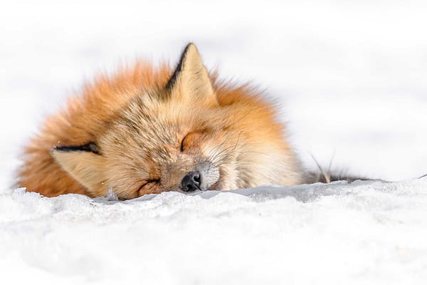 Fox sleeping in the snow by Michel Godimus, Nature Photographer, France