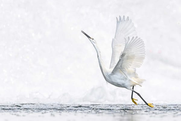 Water bird dancing in the waterfall by Michel Godimus, Nature Photographer, France