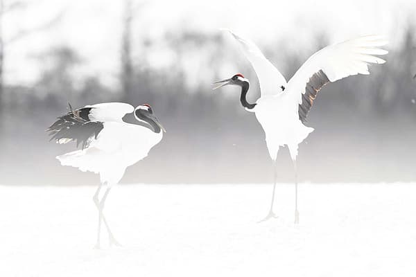 Dancing Red-Crowned Cranes by Michel Godimus, Nature Photographer, France