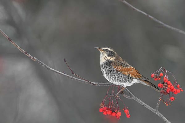 Bird by Michel Godimus, Nature Photographer, France