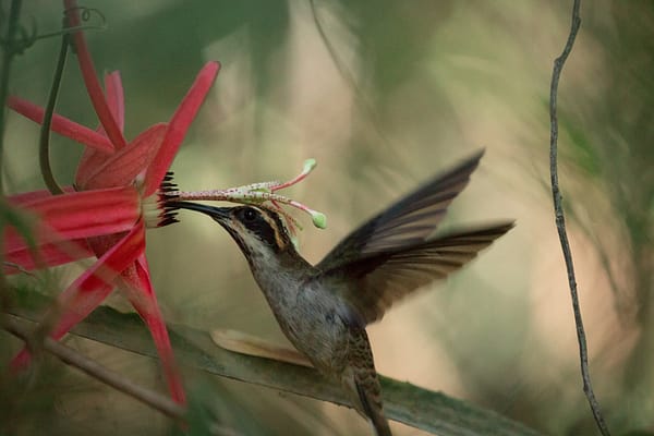 A hummingbirdin Caraça, Minas Gerais, Brasil by Guilhem Duvot , Outdoor photographer, France