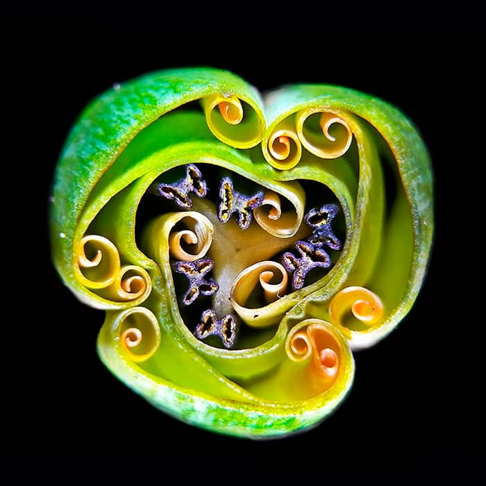 Tulip bud cross-section by Andrei Savitsky