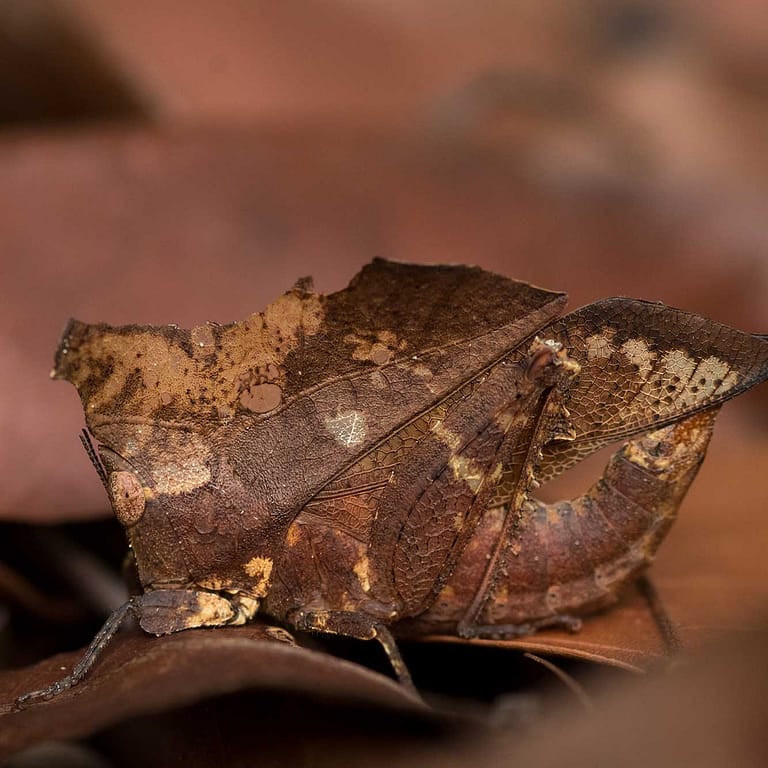 A criquet (Chorotypus) in Borneo, Indonesia by Guilhem Duvot, France, Outdoor photographer